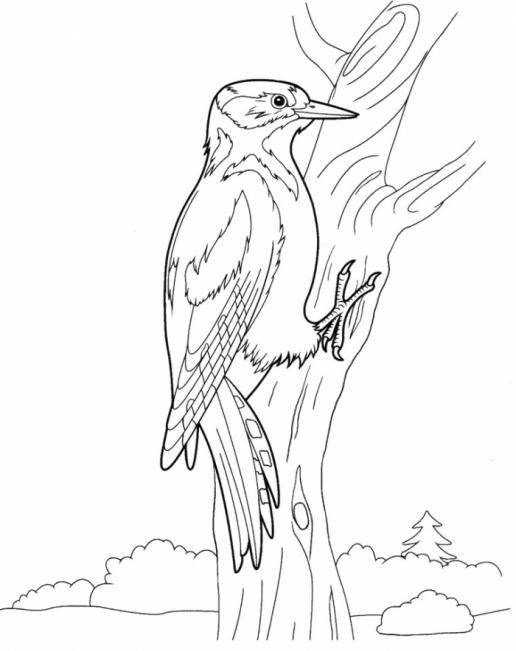Coloring Woodpecker and tree. Category Woodpecker . Tags:  woodpecker , beak, tree.
