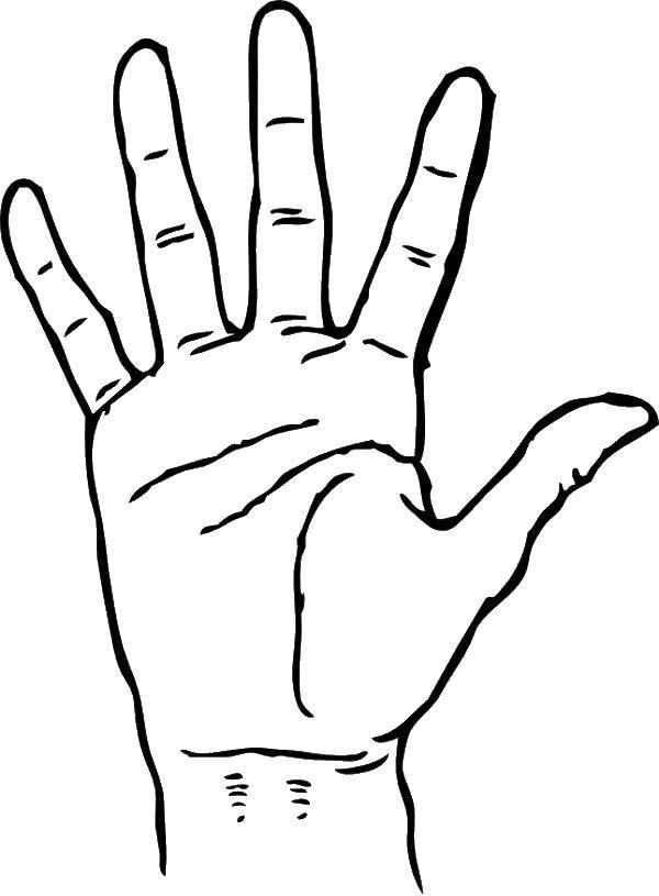 Coloring The palm and fingers. Category The contour of the hands and palms to cut. Tags:  the palm, fingers.