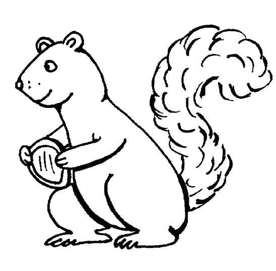 Coloring Nut and squirrel. Category animals. Tags:  squirrel, nut.