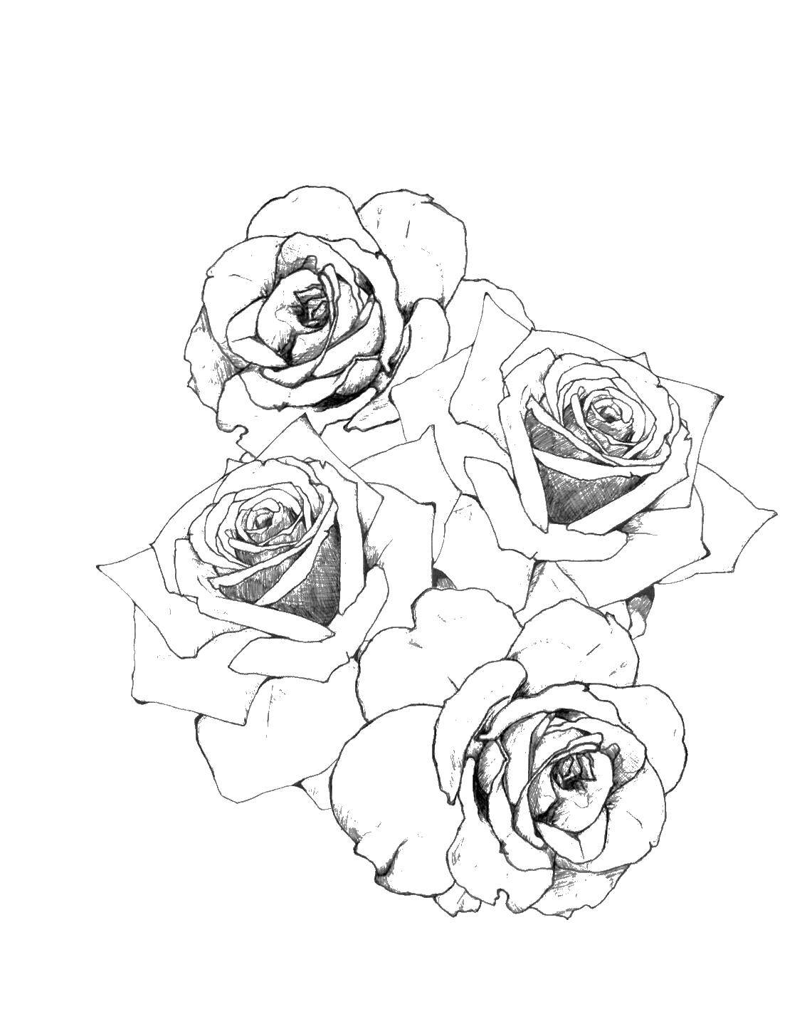 Название: Раскраска Розы карандашом. Категория: цветы. Теги: роза, карандаш, лепестки.
