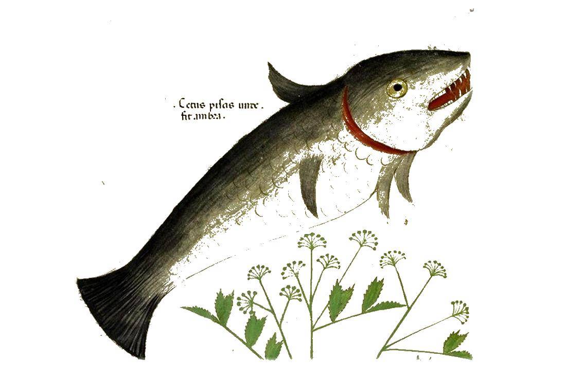 Название: Раскраска Рыба и одуванчики. Категория: рыбы. Теги: рыба, одуванчики, зубы.