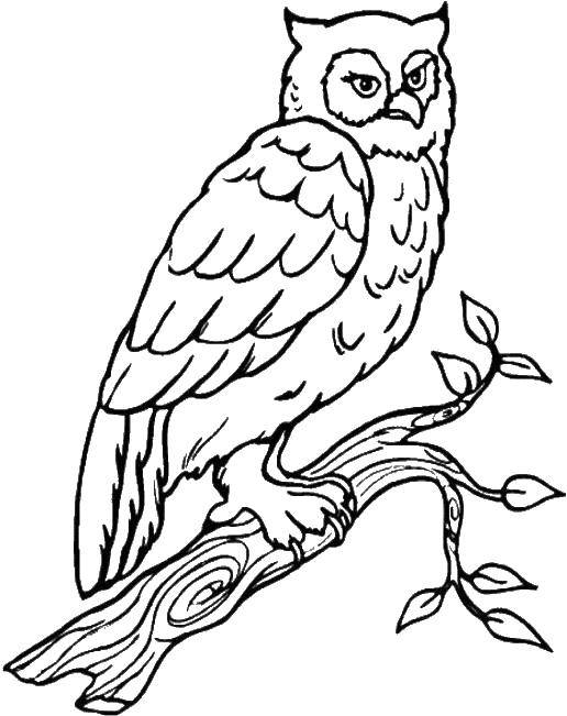 Coloring Owl on the tree. Category birds. Tags:  the owl, branch, leaves.
