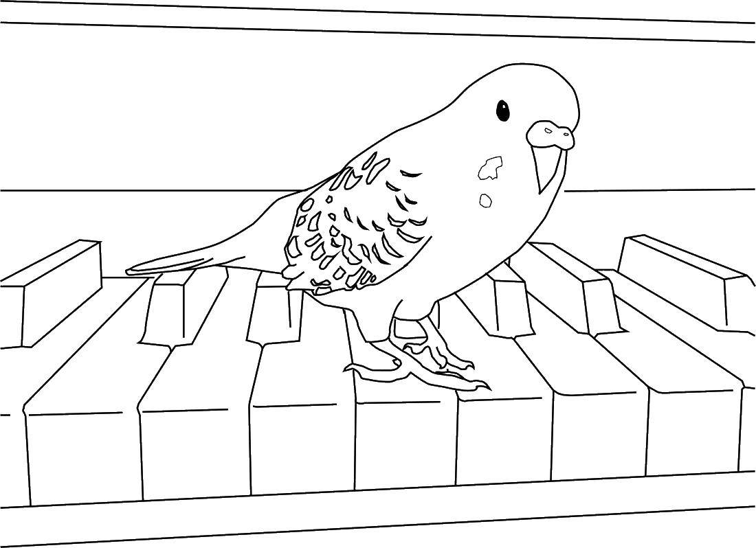 Розмальовки  Папуга на піаніно. Завантажити розмальовку папуга, клавіші.  Роздрукувати ,птахи,