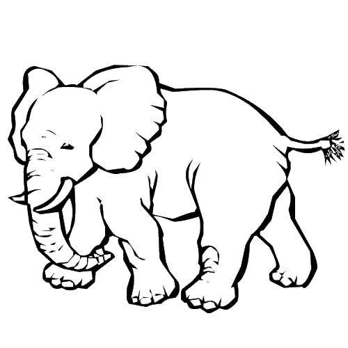 Coloring Elephant. Category Animals. Tags:  animals, elephant, tusks, trunk.