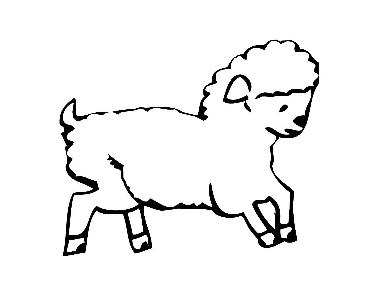 Coloring Running sheep. Category Animals. Tags:  Animals, sheep.