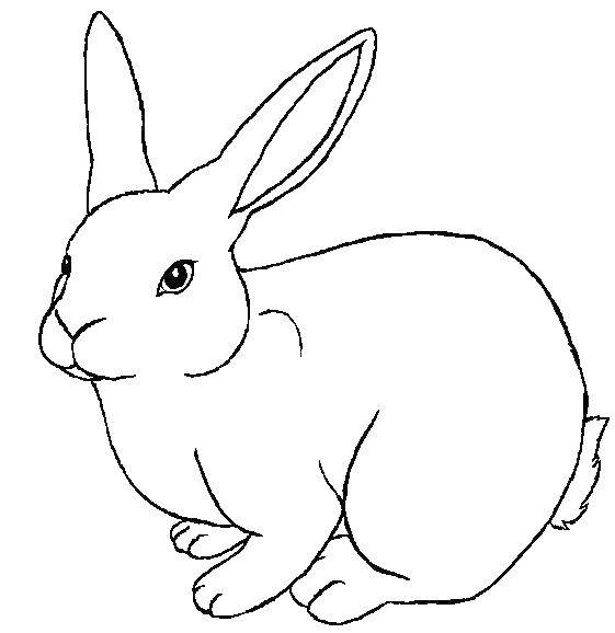 Название: Раскраска Большой кролик. Категория: Животные. Теги: животные, кролики, зайцы.