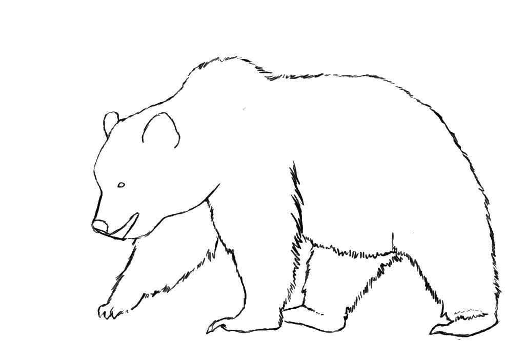 Название: Раскраска Бурый медведь. Категория: Животные. Теги: животные, медведь, гризли.