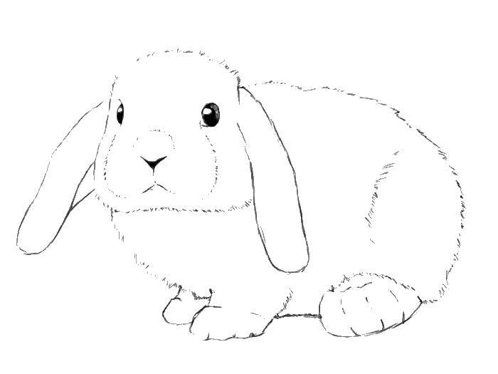 Название: Раскраска Кролик с ушами. Категория: кролик. Теги: кролик, заяц, уши, зубы.