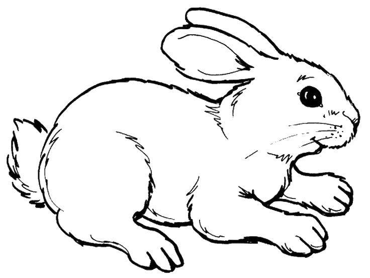 Coloring Cute rabbit. Category The contour of the hare to cut. Tags:  animals, rabbit, hare.