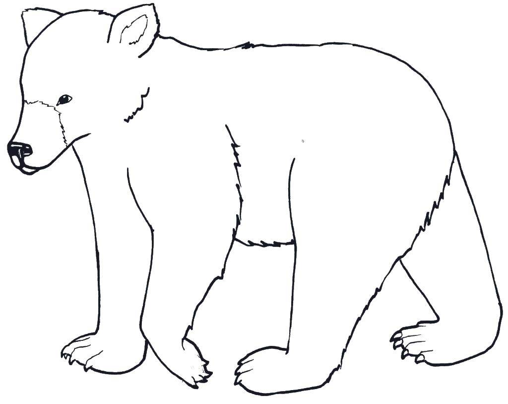 Coloring Grizzly bear. Category Animals. Tags:  animals, bear, grizzly.
