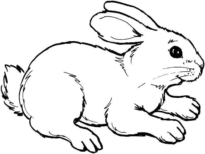 Название: Раскраска Пушистый зайчик. Категория: Животные. Теги: животные, заяц, зайка.