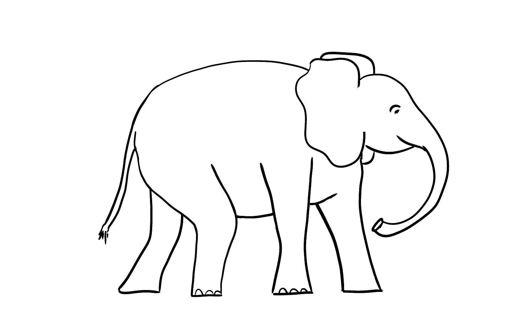 Название: Раскраска Слон с длинными ногами. Категория: Животные. Теги: животные, слон, слоненок.