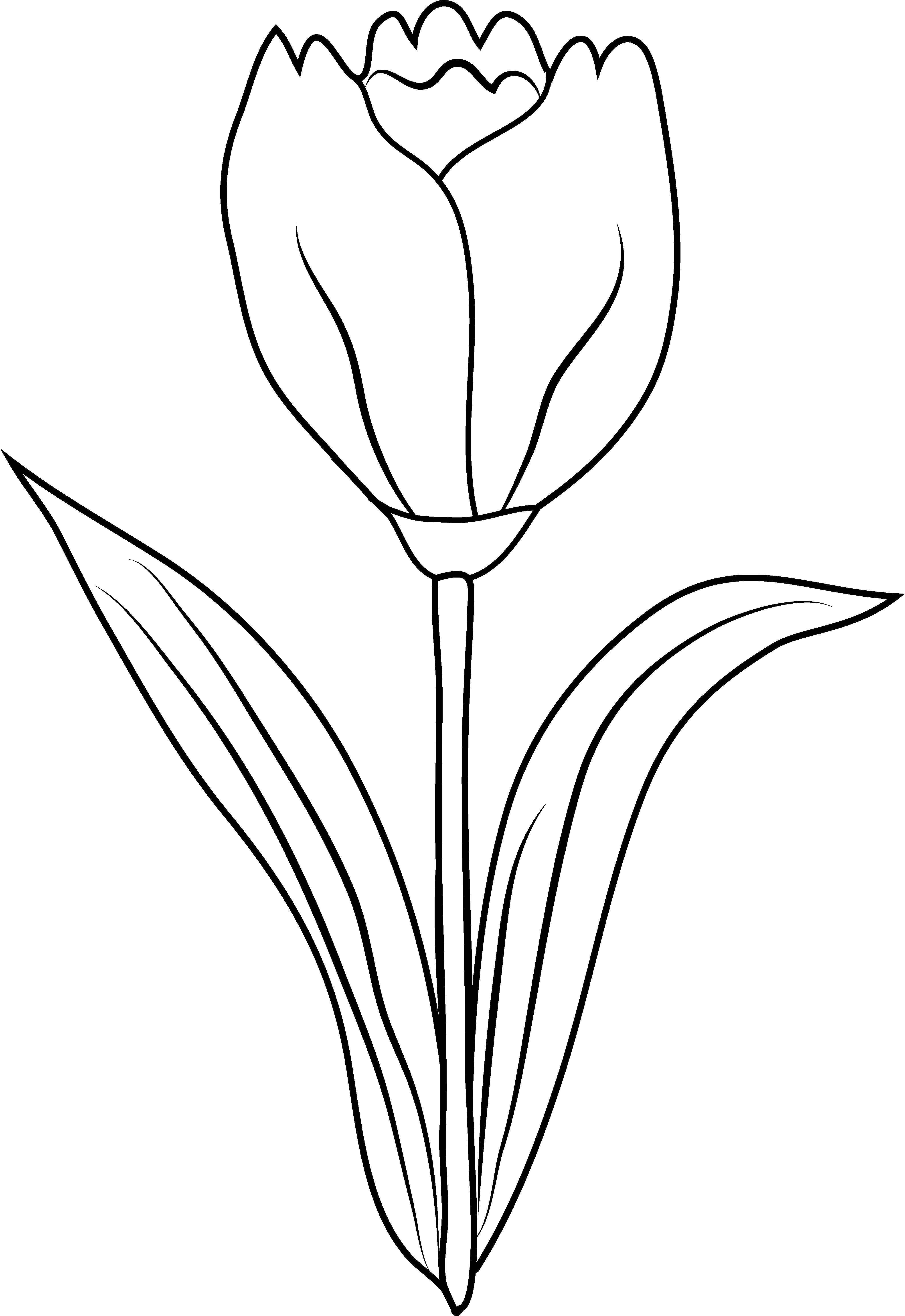 Coloring Wildflowers. Category The contours of the flower to cut. Tags:  flowers.