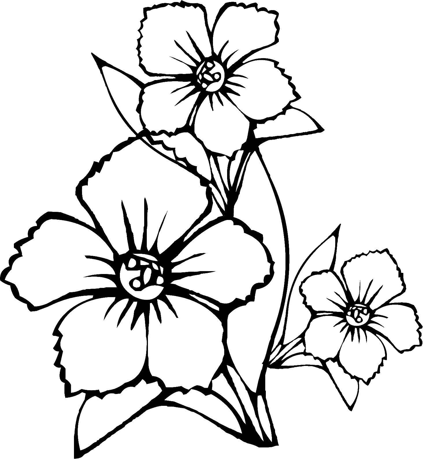 Название: Раскраска Три красивых цветка. Категория: цветы. Теги: Цветы.