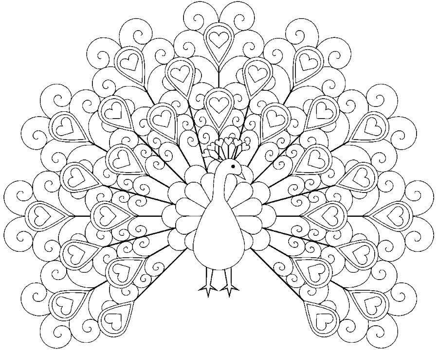 Coloring Peacock with hearts. Category peacock. Tags:  Peacock, bird.