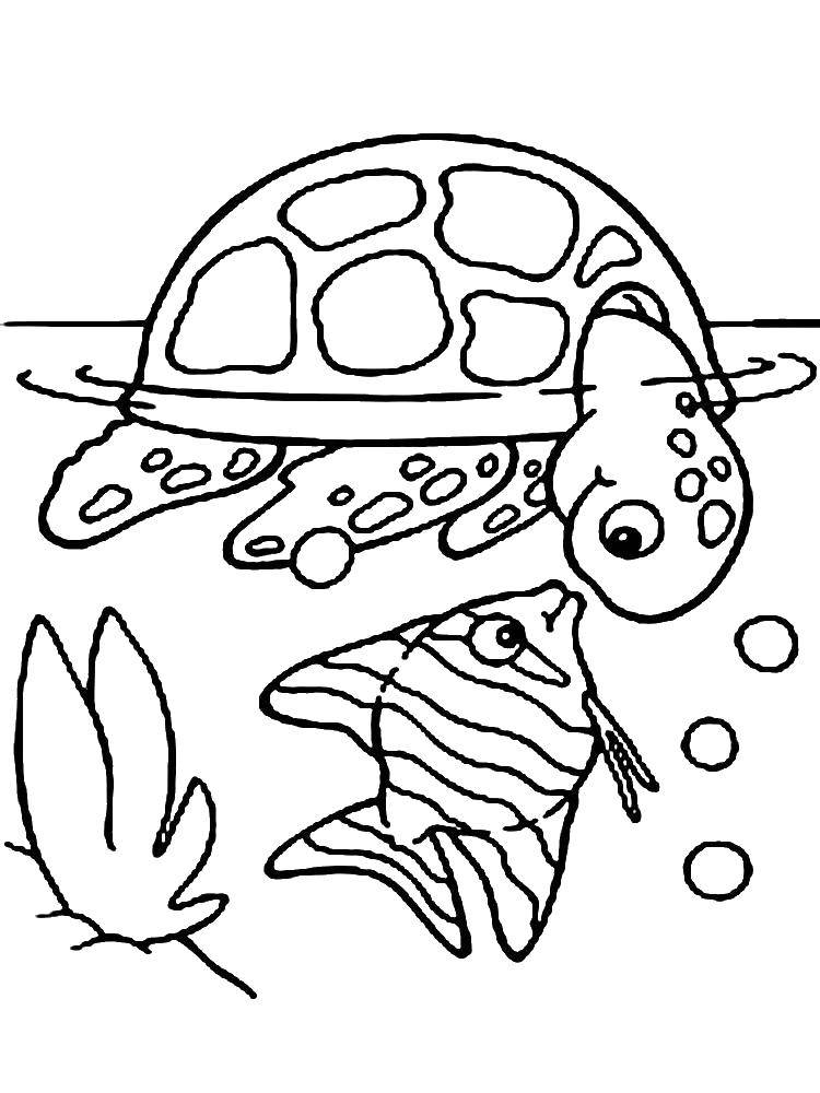 Название: Раскраска Черепашка и рыбка. Категория: Животные. Теги: черепашка, рыбка, животные.