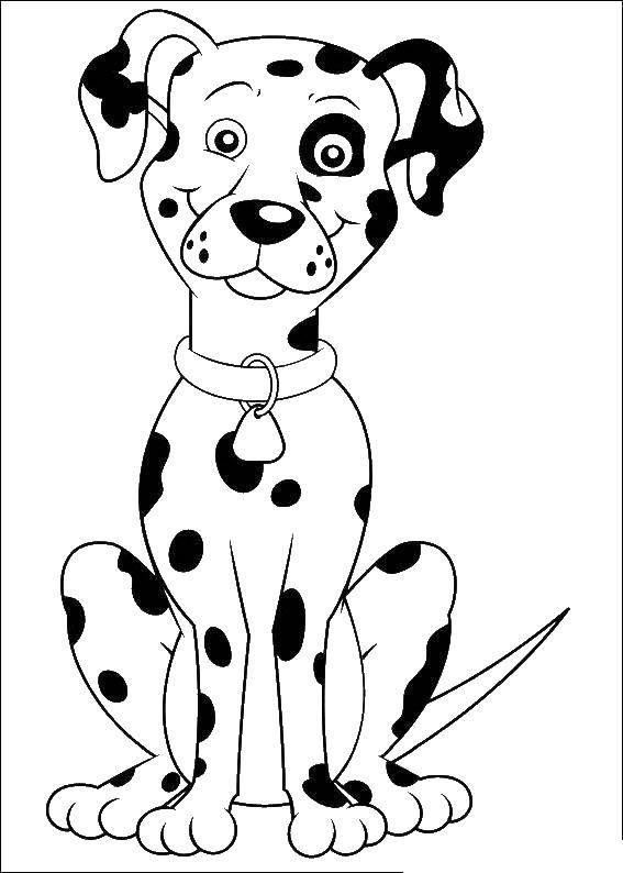 Название: Раскраска Далматинец с ошейником. Категория: 101 далматинец. Теги: далматинец, щенок.