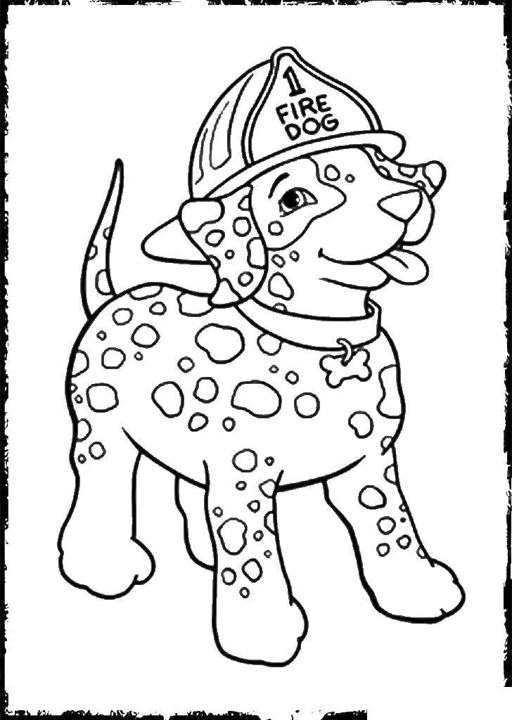Название: Раскраска Далматинец в каске. Категория: раскраска пожарный. Теги: далматинец, щенок, пожарный.