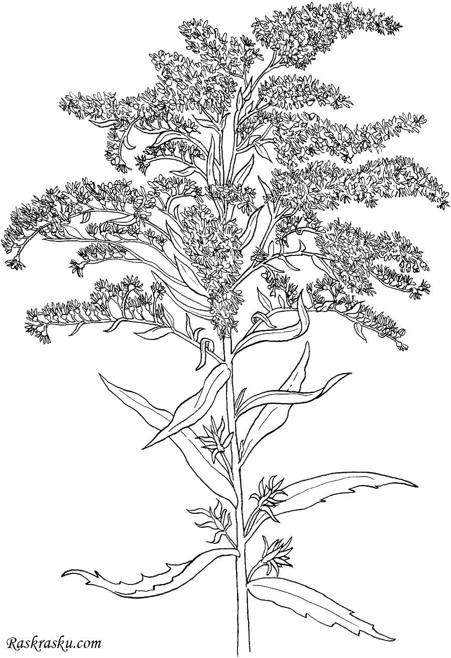 Coloring Derea. Category leaves. Tags:  leaves , patterns, trees.