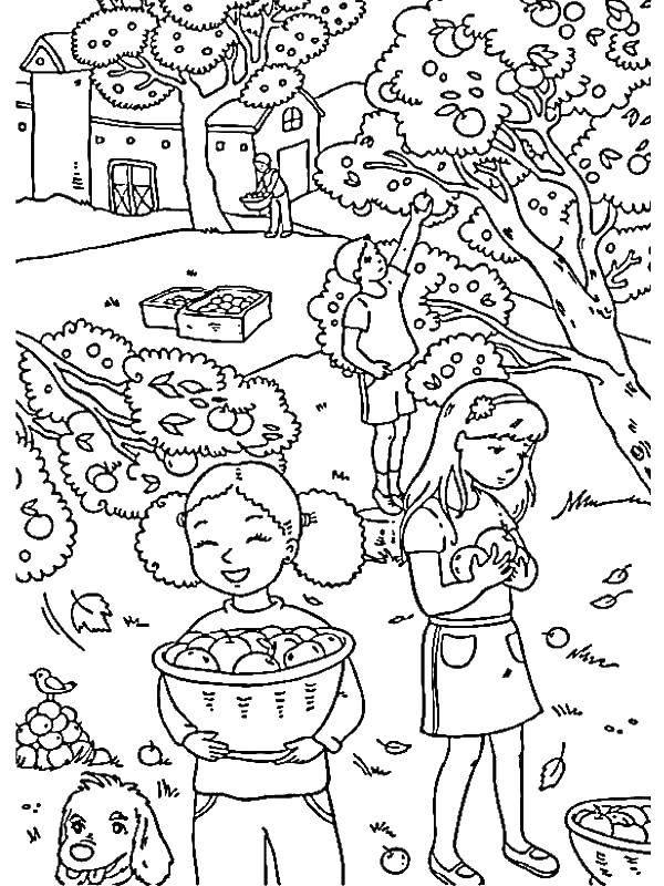 Название: Раскраска Дети собирают фрукты. Категория: Осень. Теги: осень, урожай, фрукты.