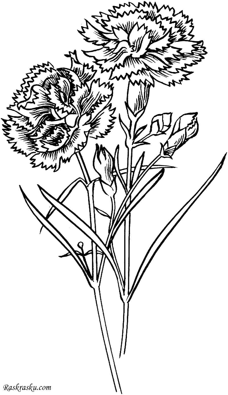Coloring Chrysanthemum. Category flowers. Tags:  chrysanthemum, flowers.