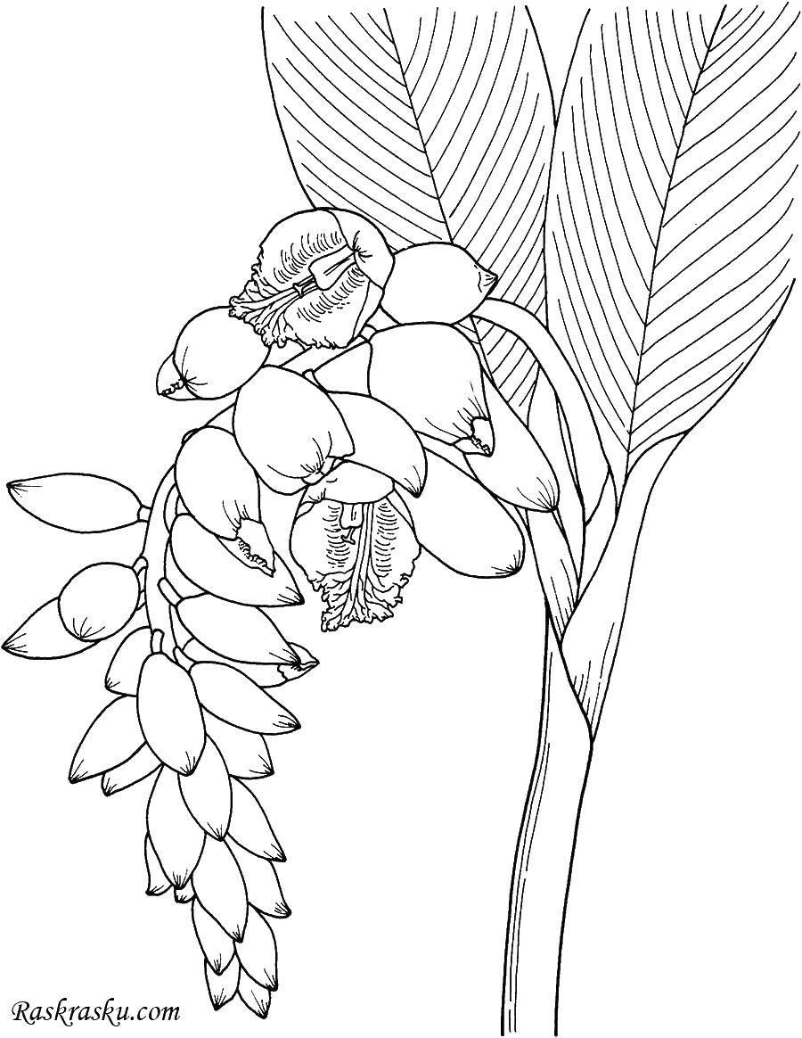 Coloring Clotted lilies. Category Lily of the valley. Tags:  flowers, lilies of the valley.