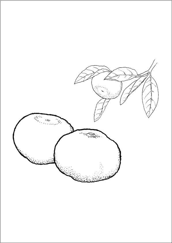 Coloring Three oranges. Category orange. Tags:  orange blossom, branch, leaves.