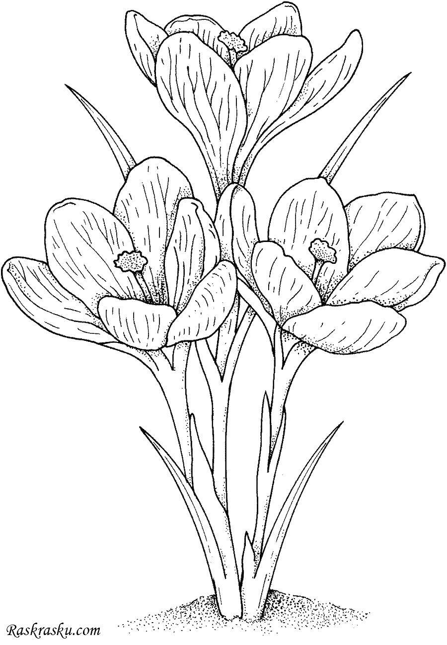 Coloring Three Lily of the valley. Category Lily of the valley. Tags:  lilies, leaves.