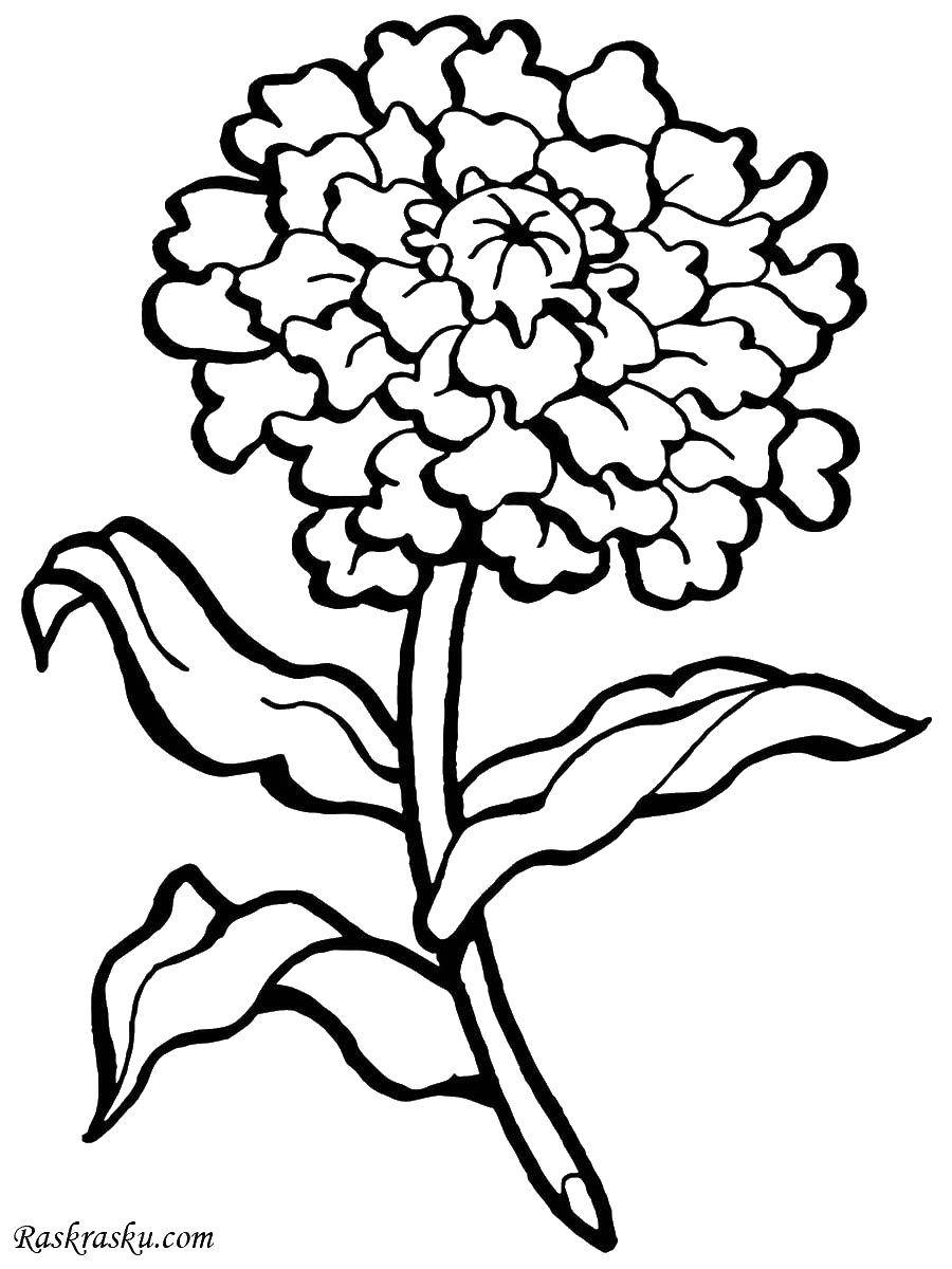 Название: Раскраска Цветок хризантема. Категория: цветы. Теги: хризантемы, цветы.
