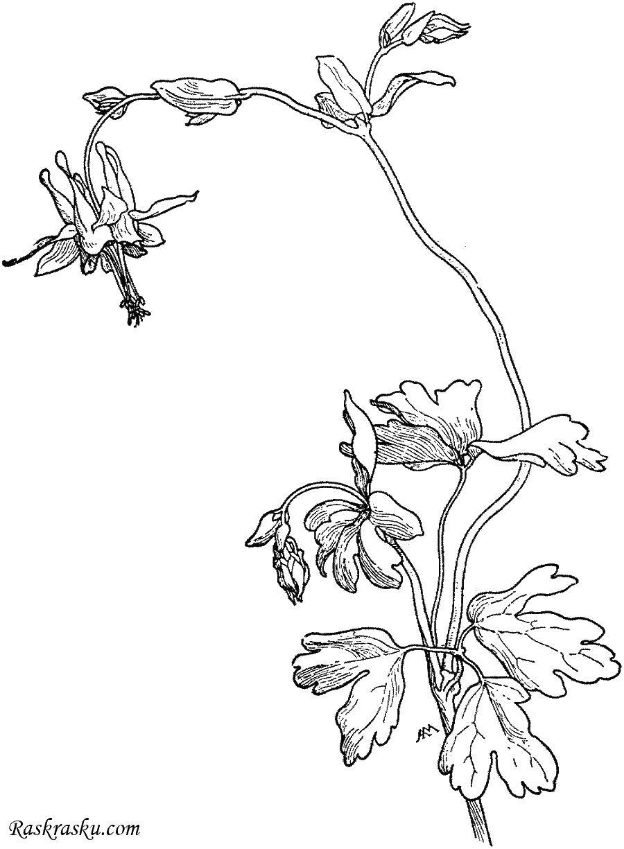 Название: Раскраска Цветок ландыши. Категория: ландыш. Теги: ландыши, листья.