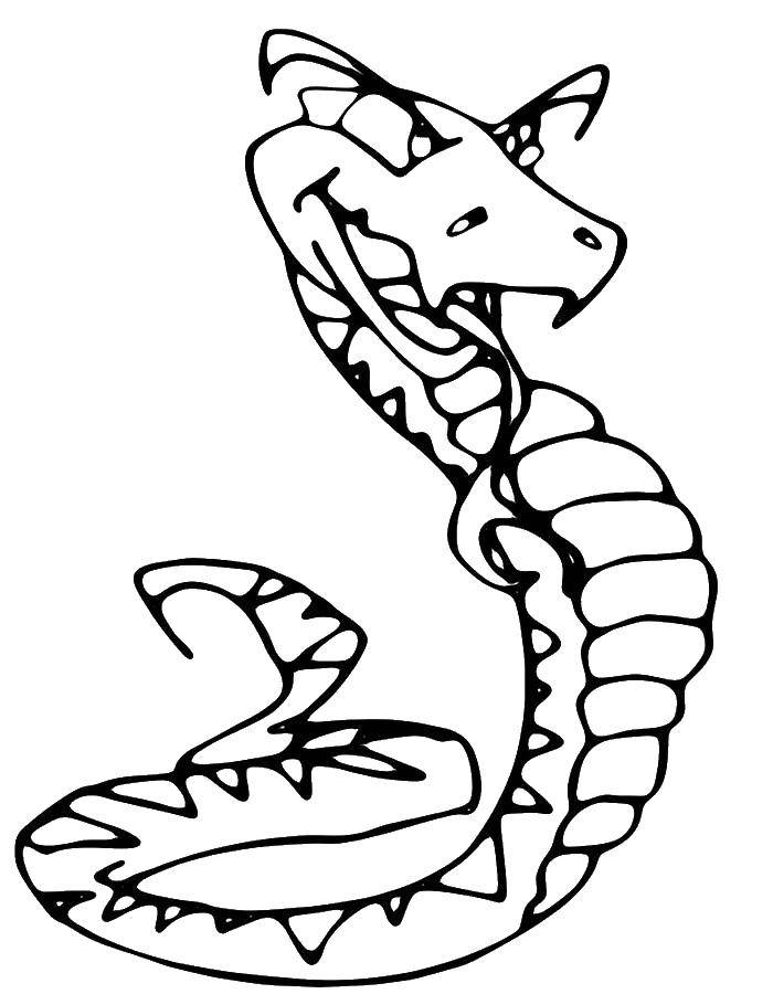 Розмальовки  Зла змія. Завантажити розмальовку змія.  Роздрукувати ,змія,