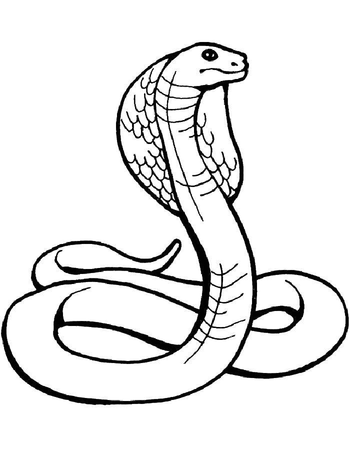 Название: Раскраска Кобра раздвигают грудные рёбра, образуя подобие капюшона. Категория: змея. Теги: кобра, змея.