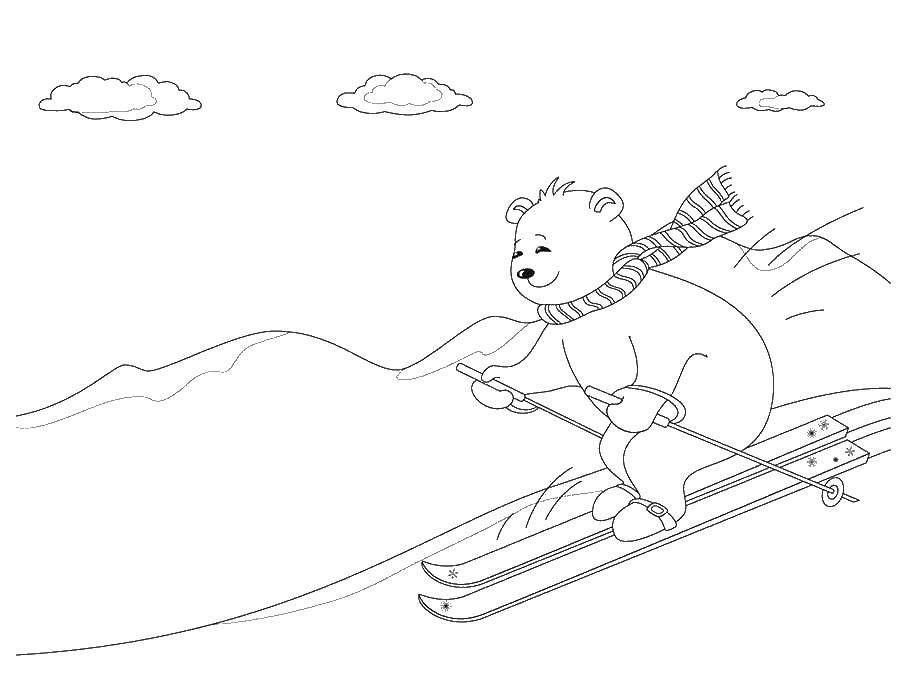 Coloring Bear on skis. Category skiing. Tags:  Mishka, ski, scarf.