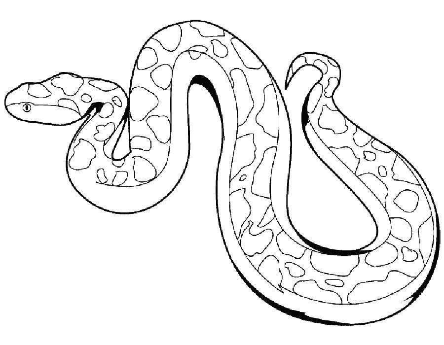 Название: Раскраска Змея подотряд класса пресмыкающихся отряда чешуйчатые. Категория: змея. Теги: змея.