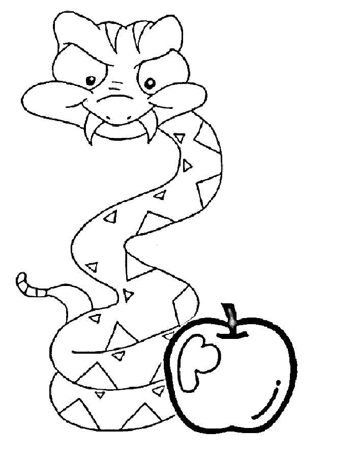 Название: Раскраска Змея с яблоком. Категория: змея. Теги: змея, яблоко.