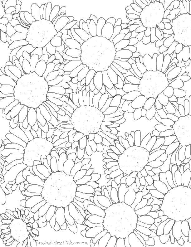 Coloring Sunflowers. Category flowers. Tags:  flowers, sunflowers, petals.