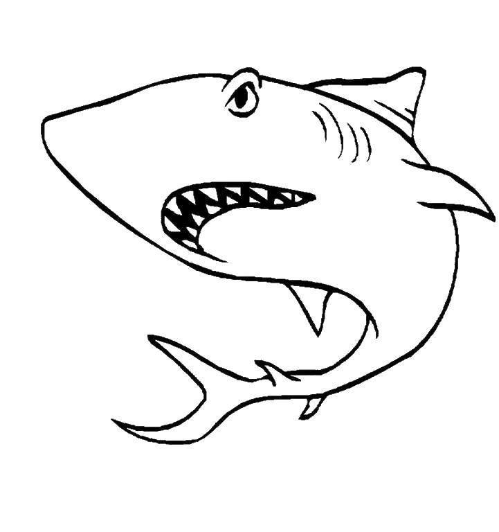 Coloring Shark. Category fish. Tags:  The shark.
