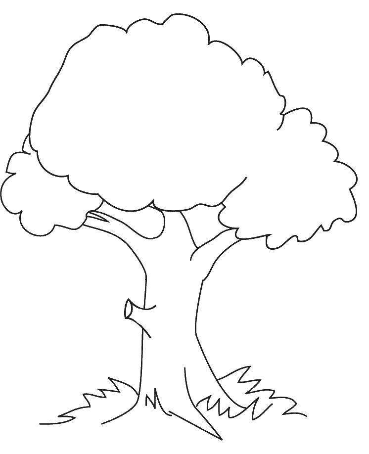 Coloring The tree and grass. Category tree. Tags:  tree, grass.