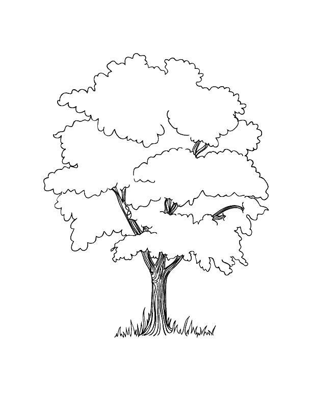 Название: Раскраска Деревце. Категория: дерево. Теги: деревце, листва, крона.