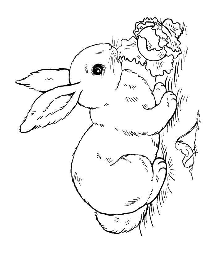 Название: Раскраска Кролик кушает капусту. Категория: кролик. Теги: кролик, капуста.