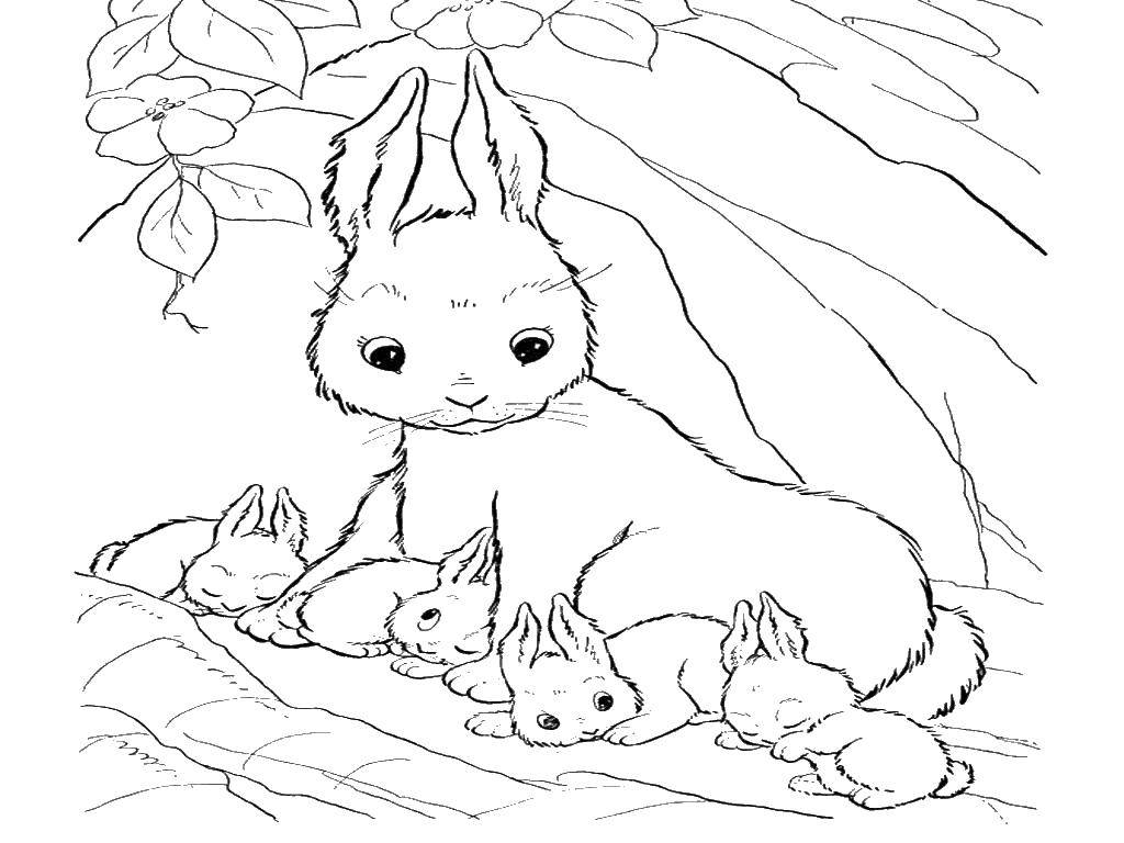 Coloring Mom with her babies. Category the rabbit. Tags:  Animals, Bunny.
