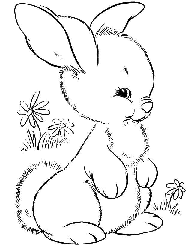 Название: Раскраска Милый пушистый зайка. Категория: кролик. Теги: кролик, зайка, мех.