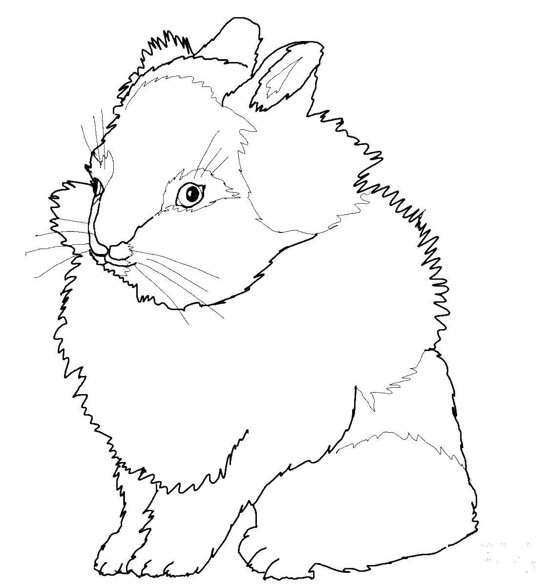 Coloring Very fluffy rabbit. Category the rabbit. Tags:  rabbits, rabbit, fur.