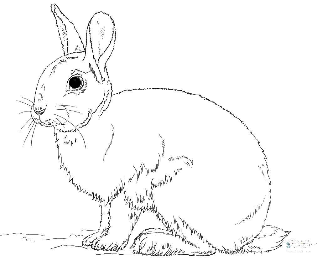 Название: Раскраска Пушистик зайчик. Категория: кролик. Теги: Животные, зайчик.