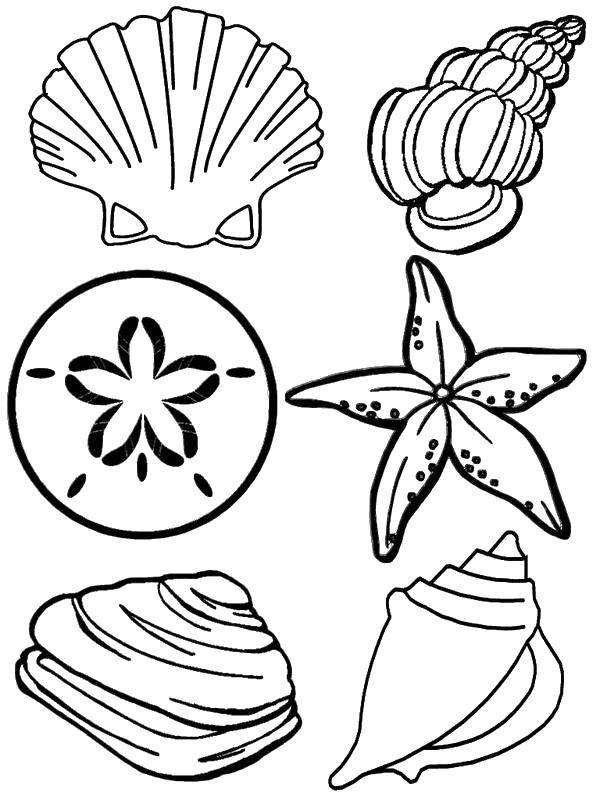 Coloring Different types of shells, starfish, pearl. Category marine. Tags:  Underwater world, shells, starfish, pearl.