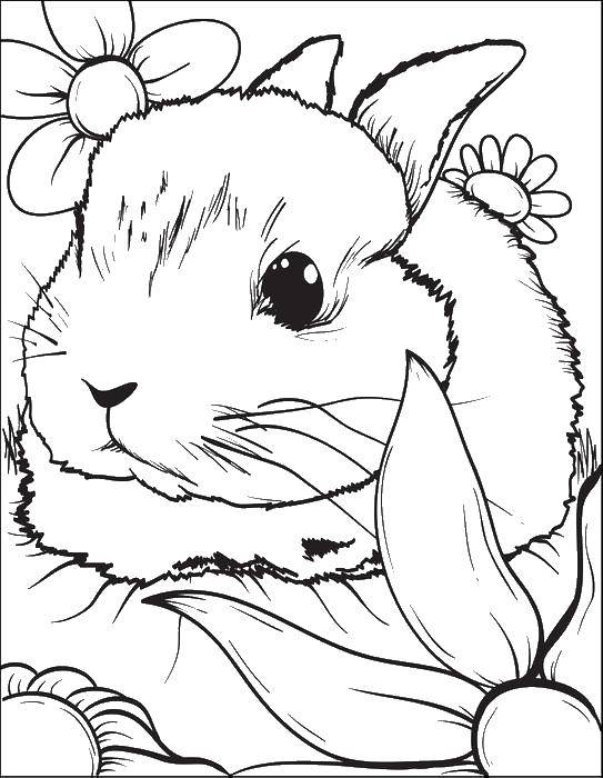 Название: Раскраска Сердитый зайка. Категория: кролик. Теги: Животные, зайчик.