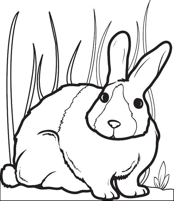 Название: Раскраска Заяц в траве. Категория: кролик. Теги: кролик, заяц.