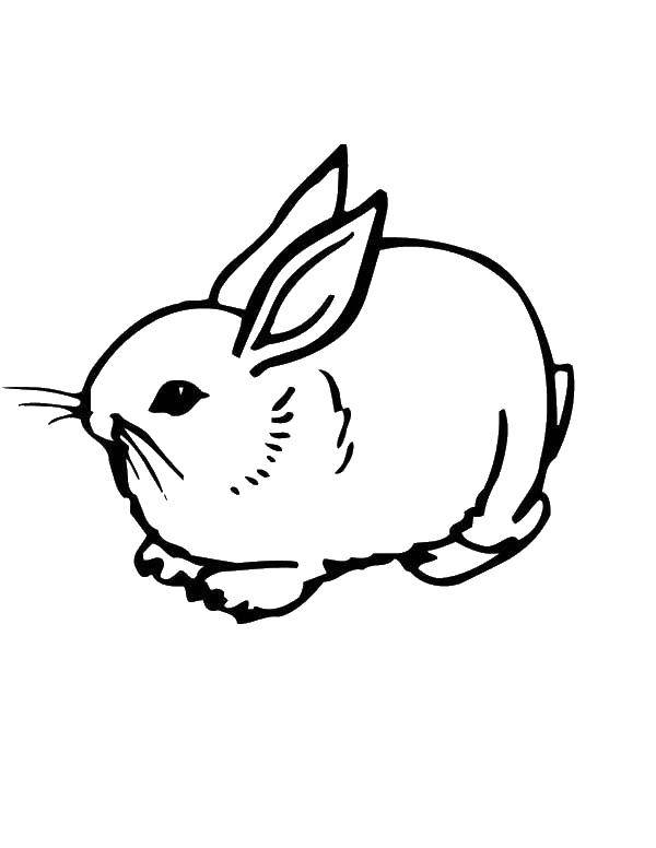 Coloring The rabbit lies. Category the rabbit. Tags:  animals, rabbit, hare.