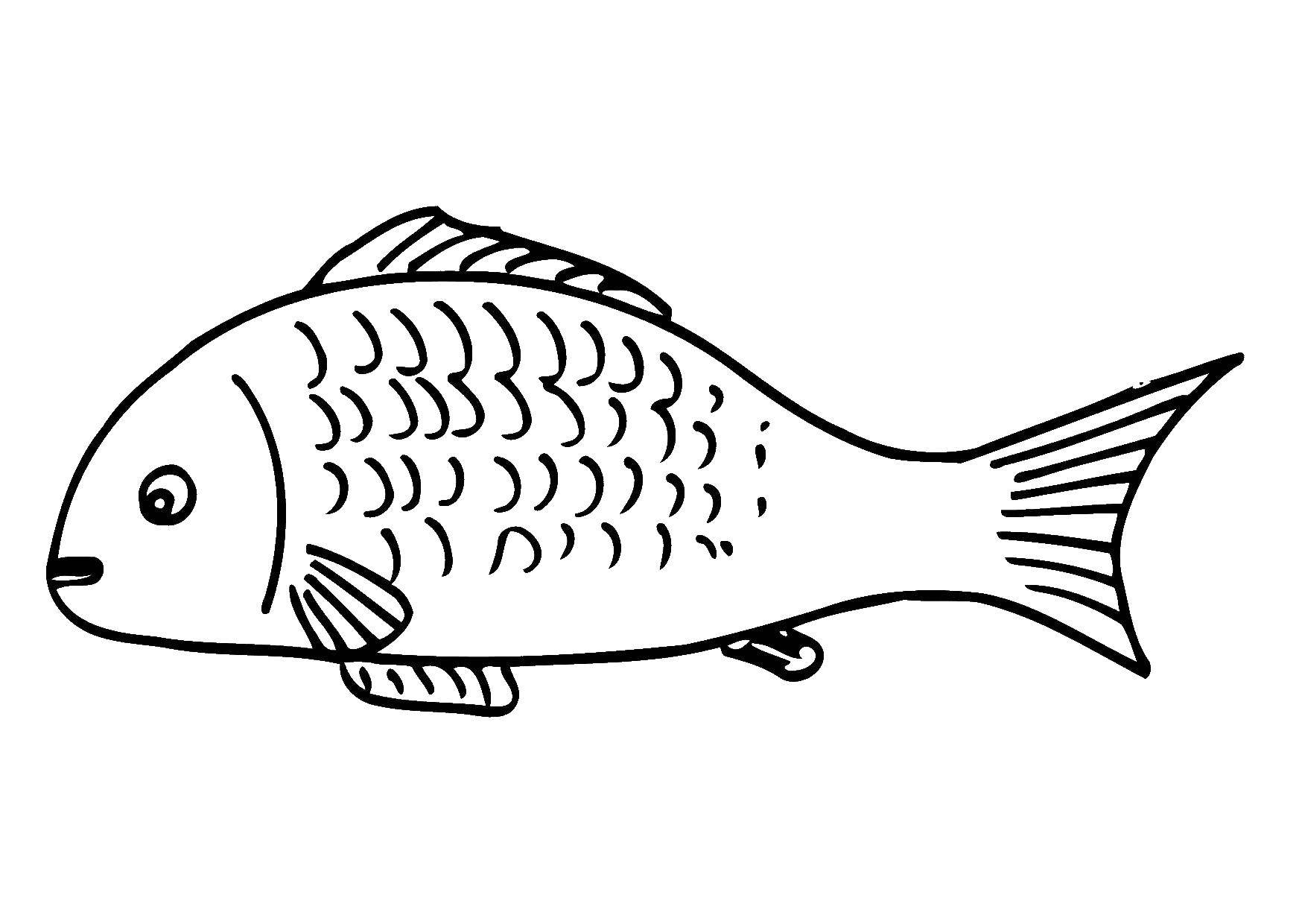 Название: Раскраска Рыба с красивой чешуёй. Категория: рыбы. Теги: Подводный мир, рыба.