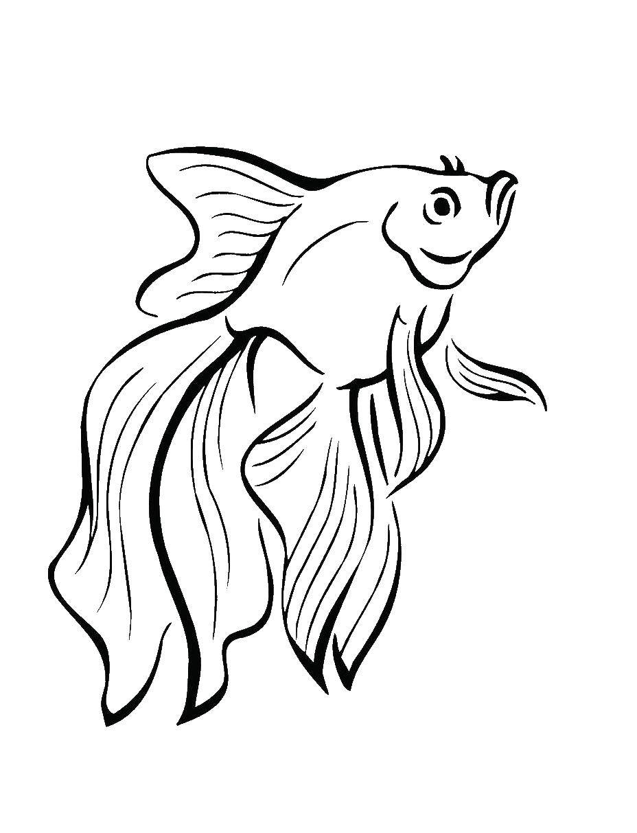 Название: Раскраска Золотая рыбка. Категория: рыбы. Теги: Подводный мир, рыба.